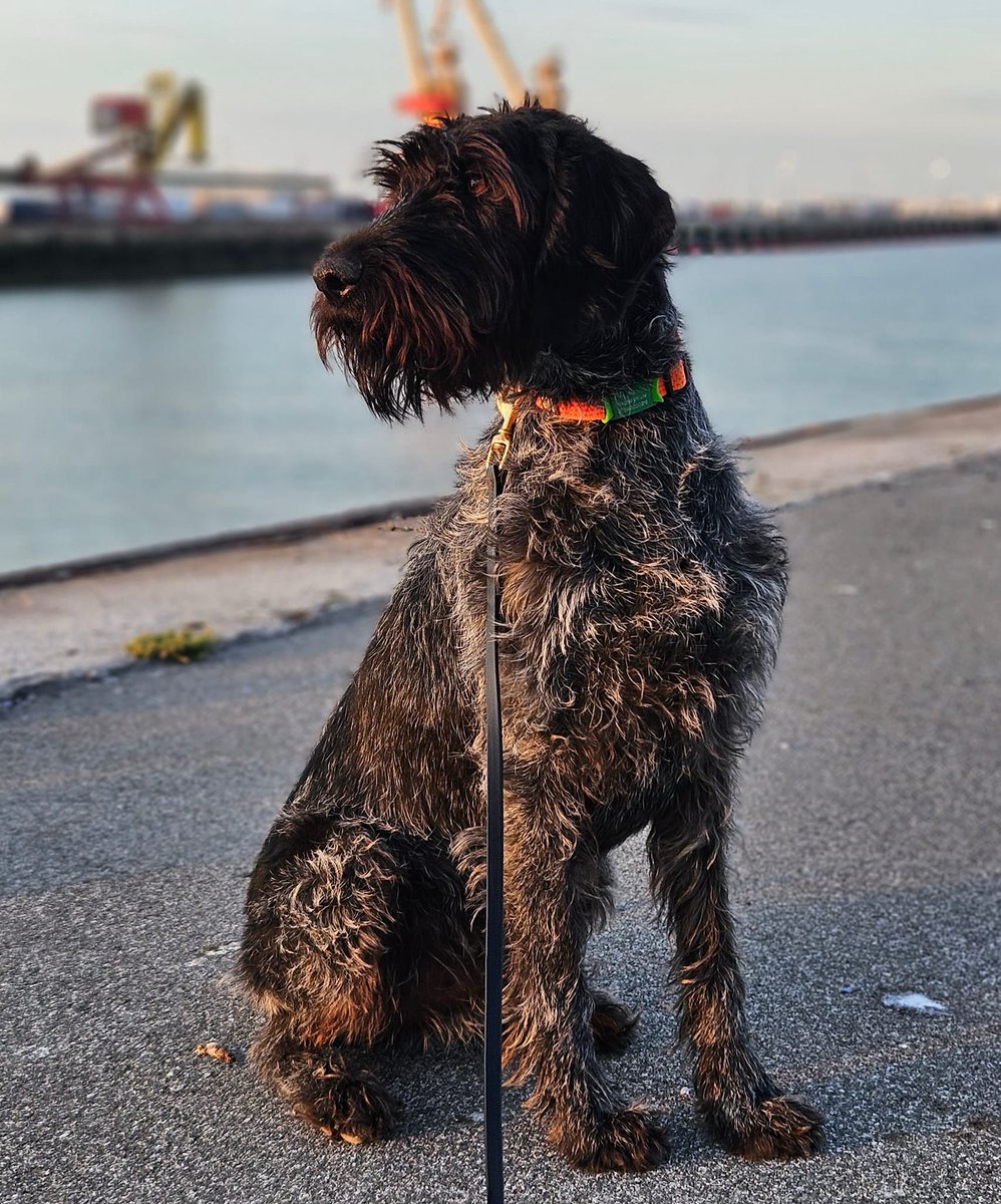 WagtailUK_dogs's tweet photo. Wagtail detection dog ‘Otto’
#wagtail #borderchecks #northernfrance #dogsofinsta #security #borders #detectiondogs #snifferdogs #trainedinWales #awardwinning #welshsnifferdogs #usethebest https://t.co/hKPbdAFQMS