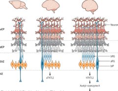 SustainHistory's tweet photo. Scaling Brain Neurogenesis across Evolution:
A genetic change could explain increased #Cortical-#Neurogenesis in #ModernHumans
Expression of a variant of human #Transketolase-like protein 1 (#TKTL1) increases the number of #bRGs in modern humans and thereby the output of #UpperLayerProjectionNeurons.
This genetic change could contribute to differences in #Cognition with #ExtinctArchaicHumans.
https://t.co/ipJ2FsdP7x