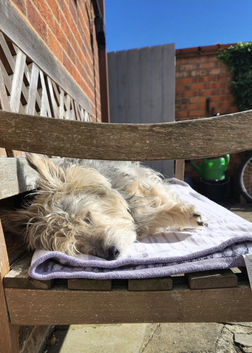 JACK BovverBoy 🐕 tweet media