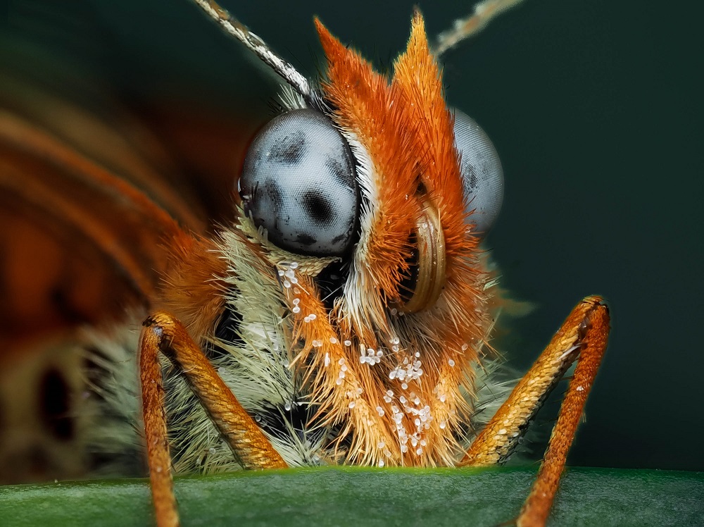 📸🦋 "Capturer l'invisible"

Cet été, Lucian a parcouru le Parc pour sensibiliser les visiteurs aux patrimoines du Parc et à l'importance de les préserver.

Le soir, il pouvait s'adonner à sa passion : la macrophotographie. 

Retrouvez son interview :
👉 cevennes-parcnational.fr/fr/actualites/…