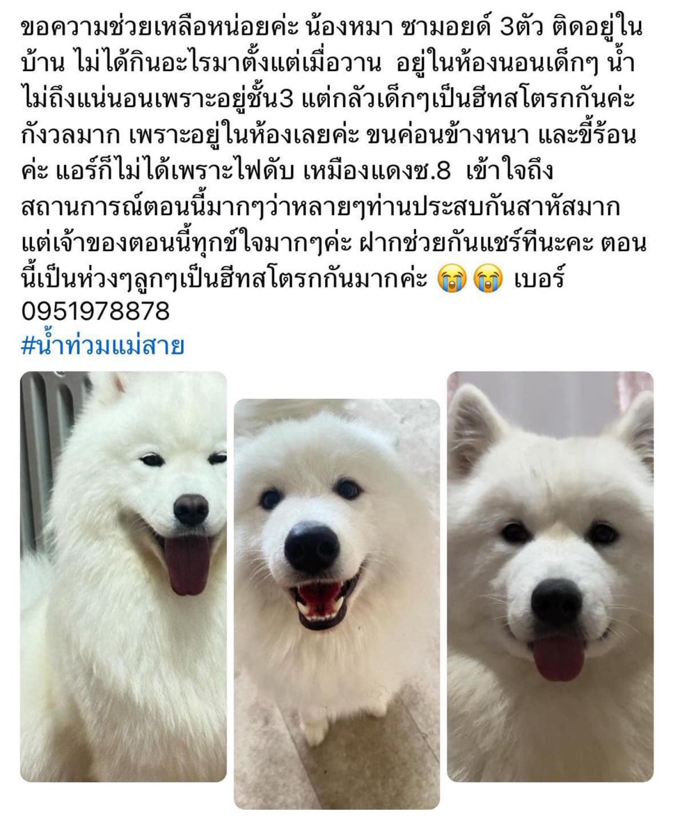 Kawaaii13's tweet photo. แจ้งข่าวดี ✨🤍✨ เคสน้องซามอยด์ 3 ตัว ก็ช่วยได้แล้วนะคะ #น้ําท่วมเชียงราย

เย่ 🎉✨ ดีใจช่วยน้องๆออกมาได้แล้ว :: พลังโซเชียลพวกเราสุดยอดมากๆ 💕💕 #น้ําท่วม67  #ฝนตกหนัก 

ขอบคุณหน่วยงานและทีมกู้ภัยที่เข้าไปรัยน้องด้วยค่ะ 🙇🏻‍♀️🙏🏻💕 https://t.co/mPogKNJXe1