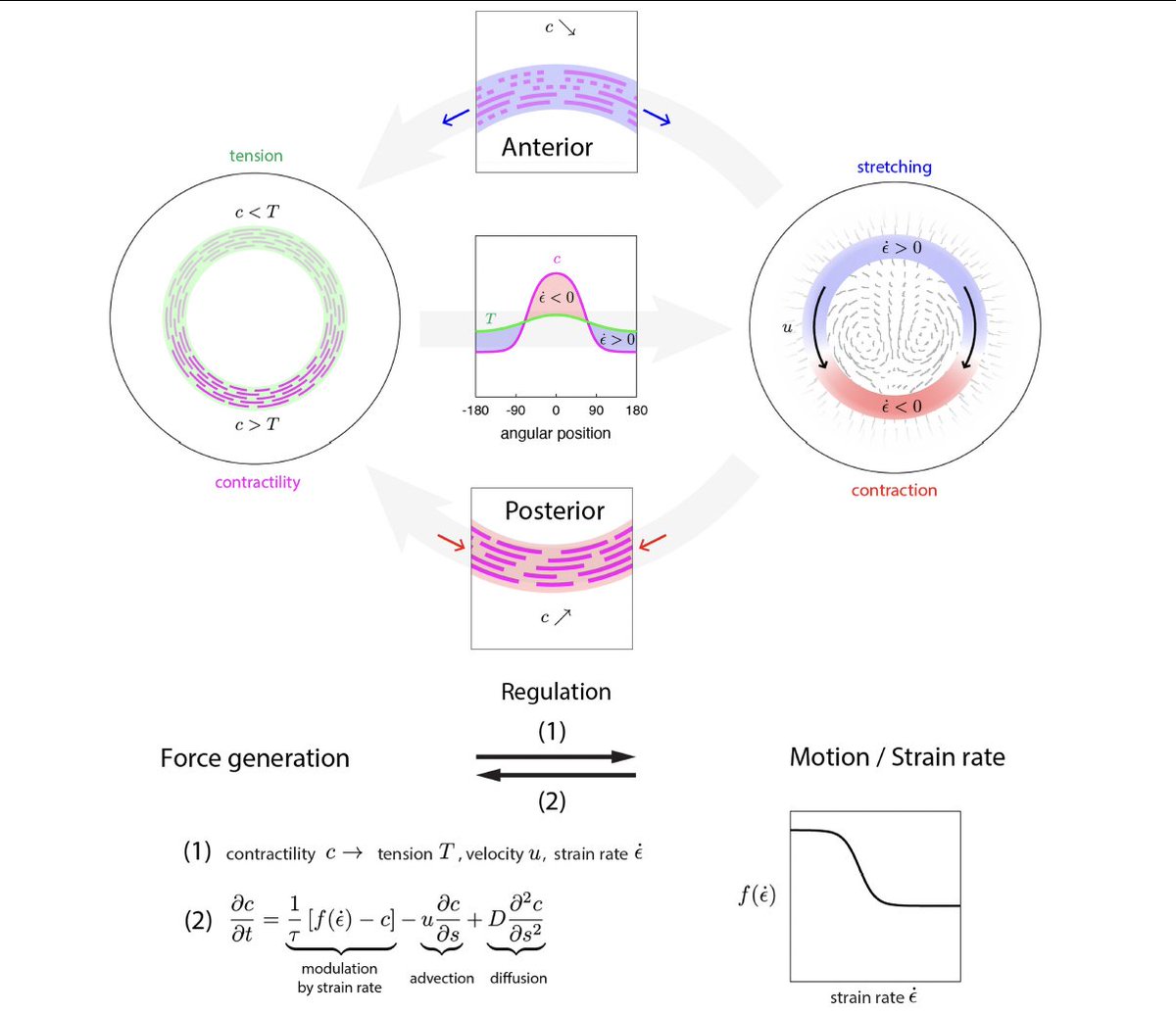 AMartinezArias's tweet image. Great, beautiful, important and significant work on #gastrulation as an example of multicellular #SelfOrganization and #Emergence @JgrosL rdcu.be/dTFJV Excellent interaction between experiments, modelling and theory #NotInTheGenes #InNumbersWeTrust #Classic