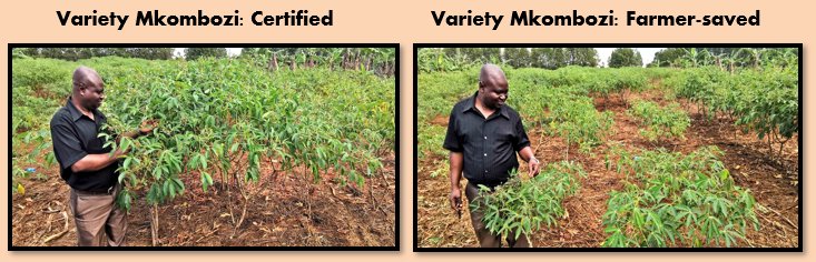 🌿Quality Seed Pays 💰

Cassava viruses severely impact yields in #Tanzania 🇹🇿 &amp; are propagated when farmers recycle seed. But, a new study by IITA's Juma Yabeja has demonstrated that planting Certified Seed can increase yields by more than 80%
#PROSSIVA

t.ly/bd0m6