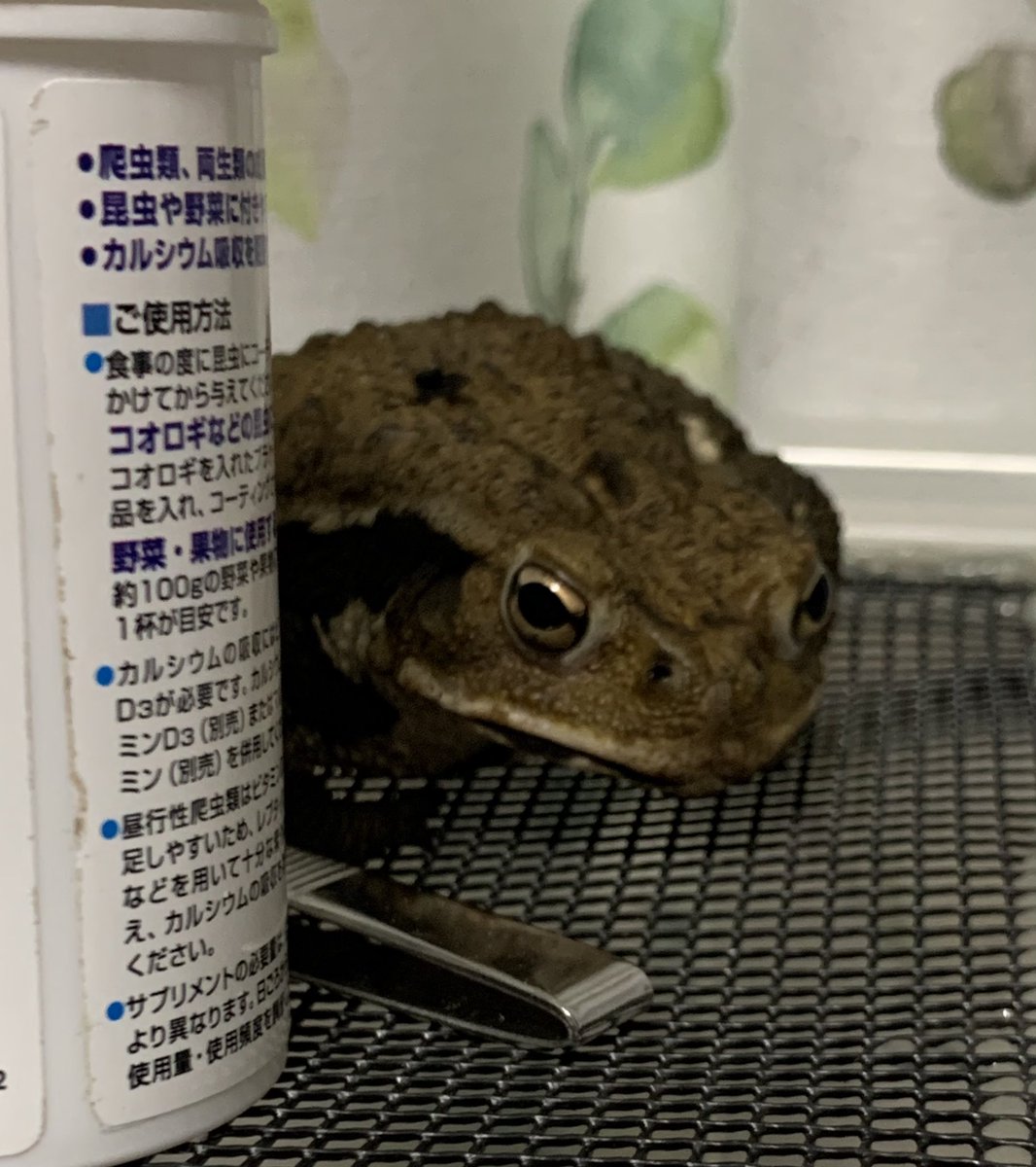 カエルとピョン🐸🐸🐸 (@marumaru0421) / Posts / X