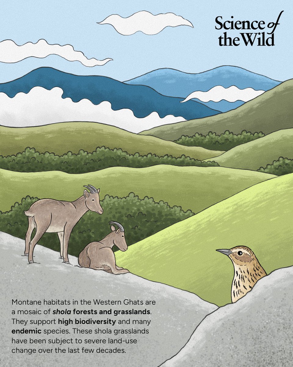 WCS-India tweet media