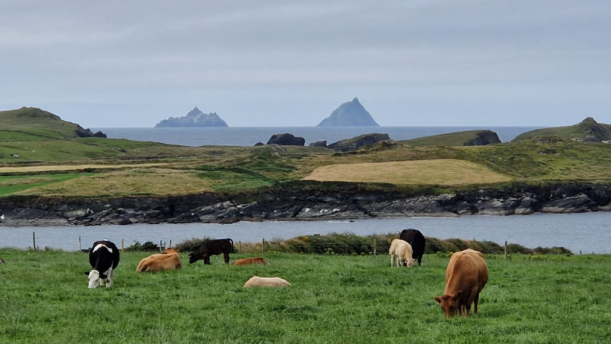moonsyst's tweet photo. "May the Moo be with you!” 🛸🐄
Do you recognise this iconic Irish location? 📍
#irishfarming #starwars #dairyfarm #irishfarmers #irishdairy #farmingphotos #farmingphotography #irishdairyfarming #irishfarm https://t.co/1RZS52I5ik