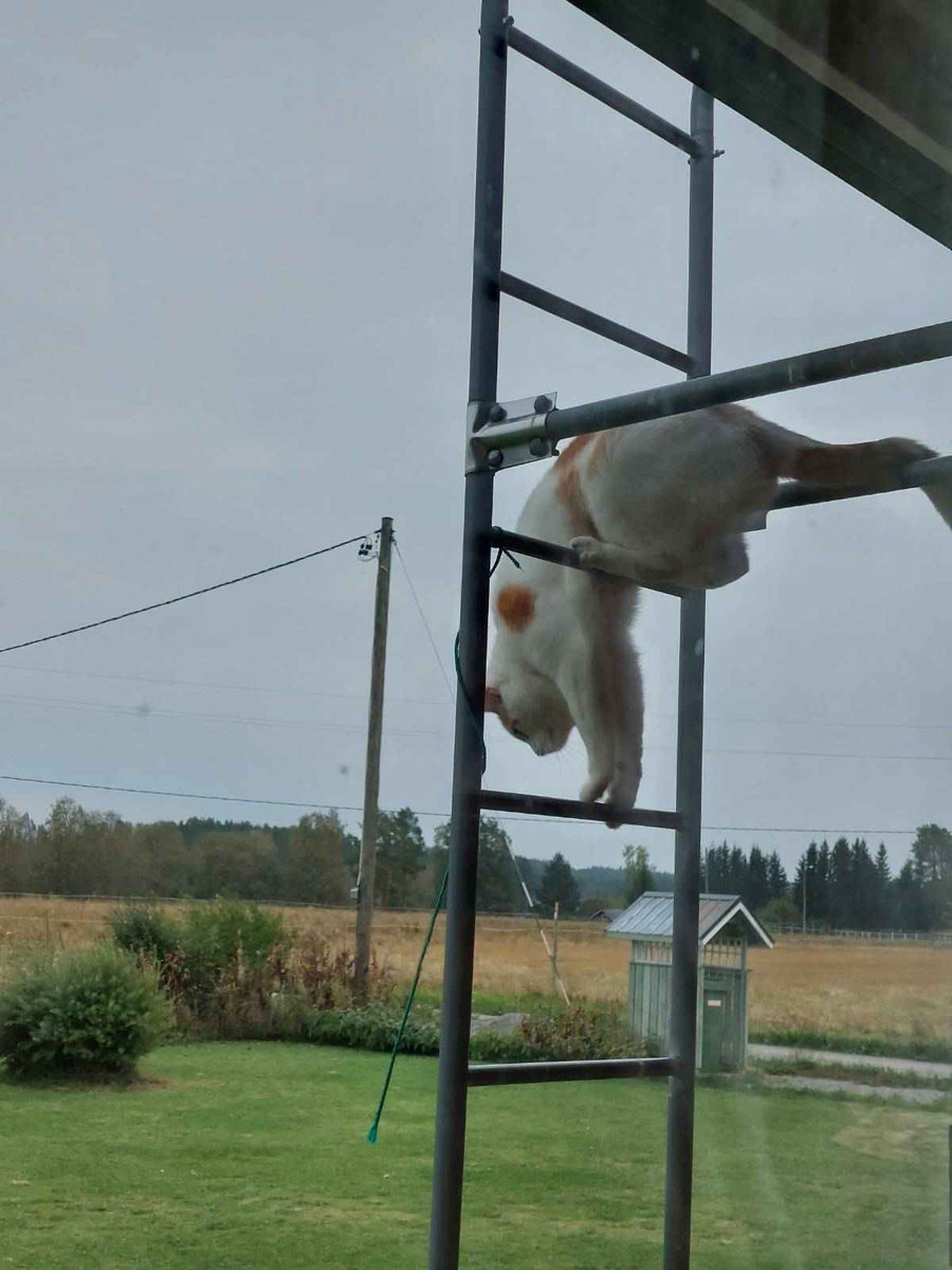 Mom sent a picture of neighbor's cat climbing on their ladders 👀