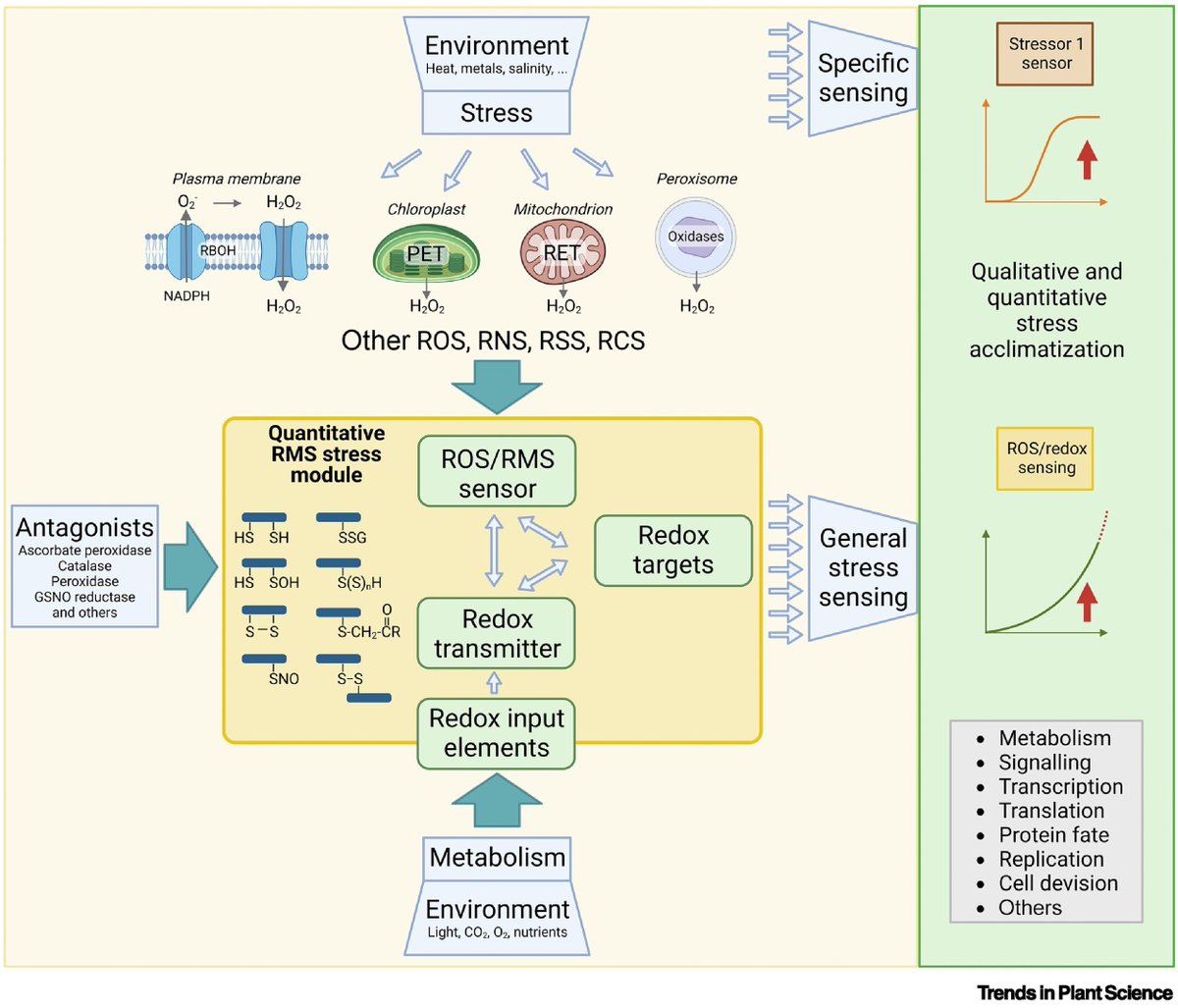 Abiotic stress in plants (Green Survivors) (@abioticstress) on Twitter photo Opinion by Karl-Josef Dietz & Lara Vogelsang <a href="/TrendsPlantSci/">TrendsPlantSci</a>
A general #concept of quantitative #abiotic stress sensing
cell.com/trends/plant-s…
#PlantSci <a href="/PlantRedox/">RedoxInPlants</a> <a href="/redoxsigplants/">Redox Signaling in Plants Lab</a> <a href="/RedoxSignalH2O/">Redox Signaling H2O</a> <a href="/PlantStressBiol/">Plant Stress Biology Leiden</a> <a href="/sci_plant/">Plant Science</a> <a href="/CropGlobal/">Global Sustainable Agriculture & Environment</a> <a href="/InctPlantStress/">INCT PlantStress Biotech</a> <a href="/ISPLORE/">International Society for Plant Low O2 Research</a> <a href="/MSU_PRI/">MSU Plant Resilience Institute @msupri.bsky.social</a> Opinion by Karl-Josef Dietz & Lara Vogelsang <a href="/TrendsPlantSci/">TrendsPlantSci</a>
A general #concept of quantitative #abiotic stress sensing
cell.com/trends/plant-s…
#PlantSci <a href="/PlantRedox/">RedoxInPlants</a> <a href="/redoxsigplants/">Redox Signaling in Plants Lab</a> <a href="/RedoxSignalH2O/">Redox Signaling H2O</a> <a href="/PlantStressBiol/">Plant Stress Biology Leiden</a> <a href="/sci_plant/">Plant Science</a> <a href="/CropGlobal/">Global Sustainable Agriculture & Environment</a> <a href="/InctPlantStress/">INCT PlantStress Biotech</a> <a href="/ISPLORE/">International Society for Plant Low O2 Research</a> <a href="/MSU_PRI/">MSU Plant Resilience Institute @msupri.bsky.social</a>