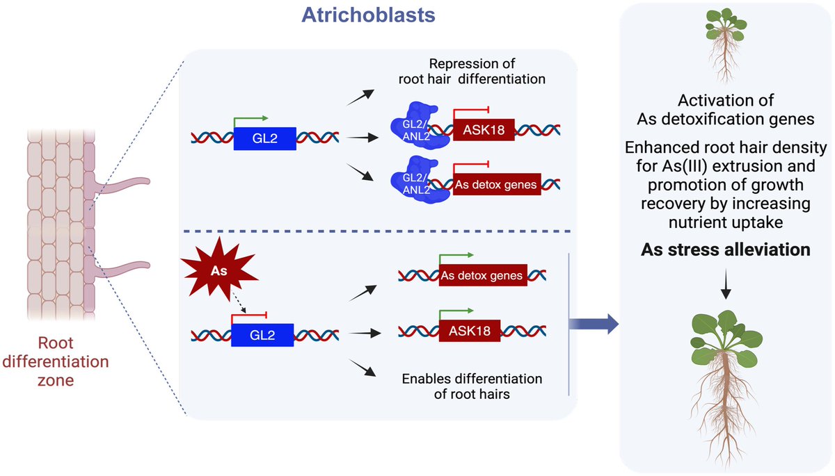 Abiotic stress in plants (Green Survivors) (@abioticstress) on Twitter photo Article by Navarro et al <a href="/CIB_CSIC/">CIB Margarita Salas (CSIC)</a> <a href="/irnasa_csic/">IRNASA-CSIC</a> <a href="/CNB_CSIC/">Centro Nacional de Biotecnología (CSIC)</a> <a href="/IFISC_mallorca/">IFISC (UIB-CSIC)</a> <a href="/wileyplantsci/">Wiley Plant Science</a> <a href="/NewPhyt/">New Phytologist</a>
GLABRA2 #transcription factor integrates #arsenic tolerance with #epidermal #cell fate determination
nph.onlinelibrary.wiley.com/doi/10.1111/np…
#PlantSci <a href="/sci_plant/">Plant Science</a> <a href="/RootBiologyNews/">Root Biology News</a> <a href="/Stressed_plants/">Stressed (Abiotic/Biotic) Plants</a> Article by Navarro et al <a href="/CIB_CSIC/">CIB Margarita Salas (CSIC)</a> <a href="/irnasa_csic/">IRNASA-CSIC</a> <a href="/CNB_CSIC/">Centro Nacional de Biotecnología (CSIC)</a> <a href="/IFISC_mallorca/">IFISC (UIB-CSIC)</a> <a href="/wileyplantsci/">Wiley Plant Science</a> <a href="/NewPhyt/">New Phytologist</a>
GLABRA2 #transcription factor integrates #arsenic tolerance with #epidermal #cell fate determination
nph.onlinelibrary.wiley.com/doi/10.1111/np…
#PlantSci <a href="/sci_plant/">Plant Science</a> <a href="/RootBiologyNews/">Root Biology News</a> <a href="/Stressed_plants/">Stressed (Abiotic/Biotic) Plants</a>