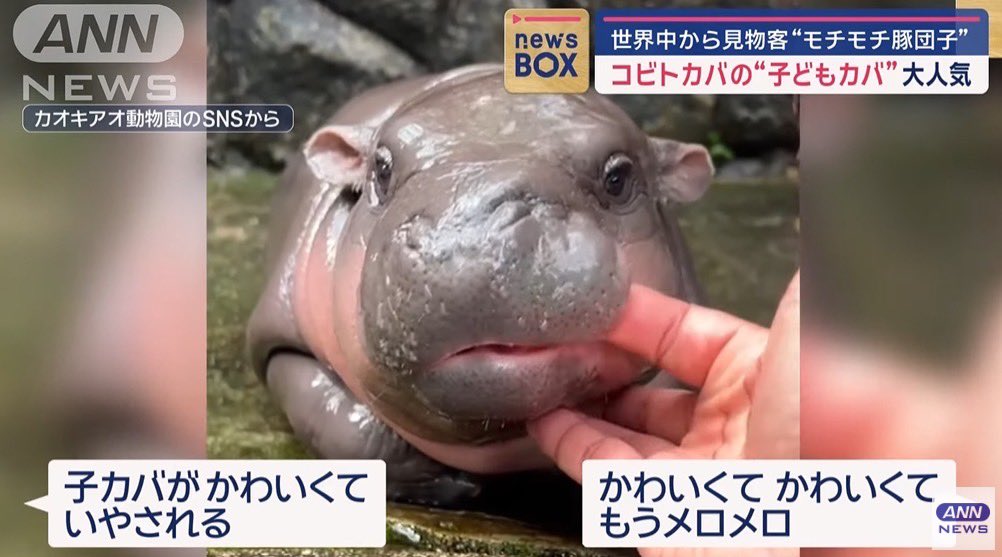 matsutako_jp's tweet image. หมูเด้งงงงงออกทีวีที่ญี่ปุ่นแล้วจ้าาา นักข่าวเรียกน้องว่า "หมูเด้งจัง"  นักข่าวใส่เสื้อลายหมูเด้งแล้วบอกให้ด้วยว่าเสื้อจะขายปลายเดือนนี้ #ซอฟต์พาวเวอร์ประเทศฉันคือฮิปโปแคระ 😂

ที่มา
youtu.be/_tnIdJLqx-Q