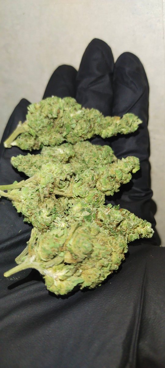 Bangjoyi's tweet photo. (Mid) Night Move🌌(Evap)
กลิ่น,รสชาติ : ออกหอมเผ็ด,เครื่องเทศ🫐🧄🫑
THC:27%🧑🏼‍🔬
CBD:0.2%🧑🏼‍🔬
Indica 80%⚗️
Sativa  20%🧫
💸ราคา💸
  G50฿
  3G130฿
  5G200฿
  10G360฿ 
#กัญชา #กัญชาog #กัญชาพะเยา
#Og #Ogมพ #กัญชามพ #กัญชาราคาถูก
#กัญชาเชียงใหม่  #กัญชากทม #รับงานพะเยา #ขายดี  #เขียว https://t.co/7fIDC4lzgx