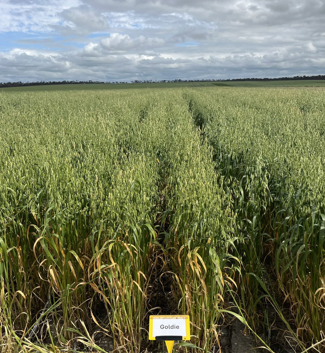 Georgia Trainor tweet media