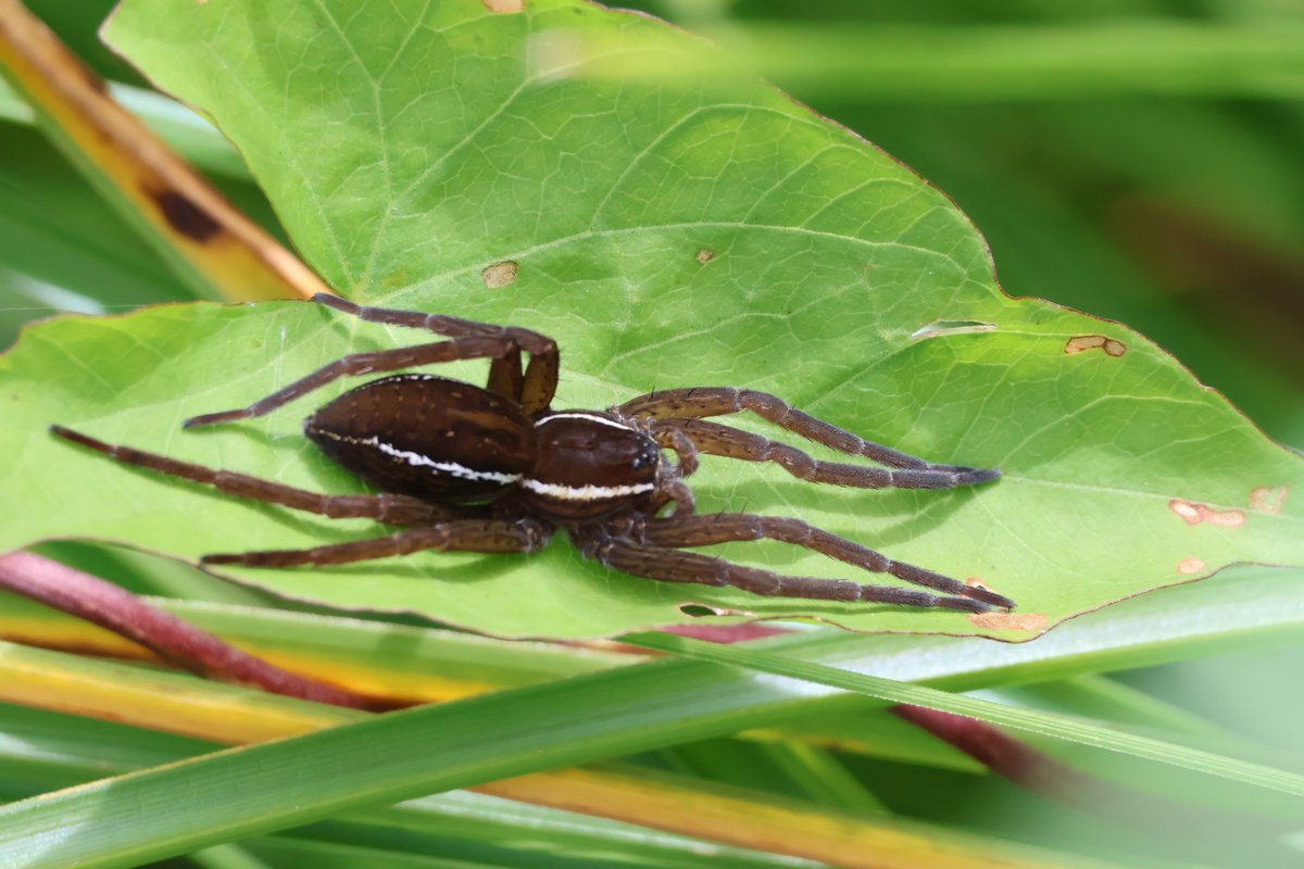 Buzz_dont_tweet's tweet photo. A new Fen Raft Spider survey group was thrilled to find a female basking &amp; one with an egg sac!

The weekly @NaturAmByth sessions record the scarce species in the Swansea area.

🕷️One of the UKs largest spiders it hunts insects &amp; small fish

 #BuglifeCymru @HeritageFundUK https://t.co/dUl8s6vsNl