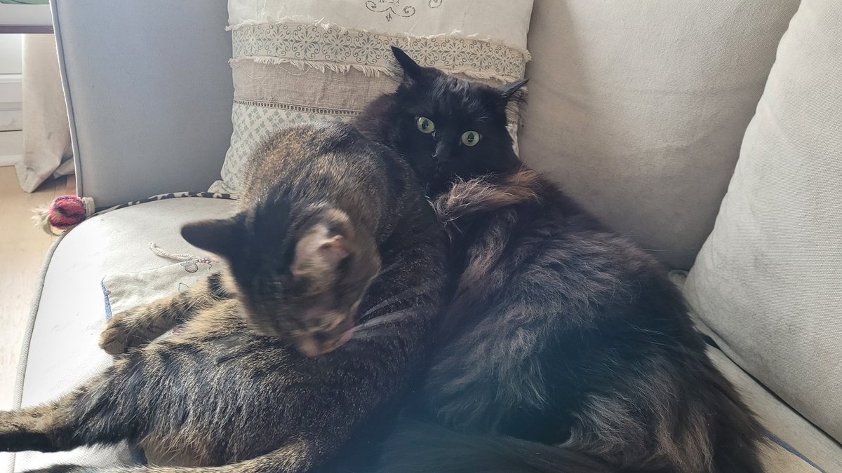 🎀🤍🩶Hawaï 🌺♀️🐱 Tatooine 🌕♂️🐈‍⬛ tweet media