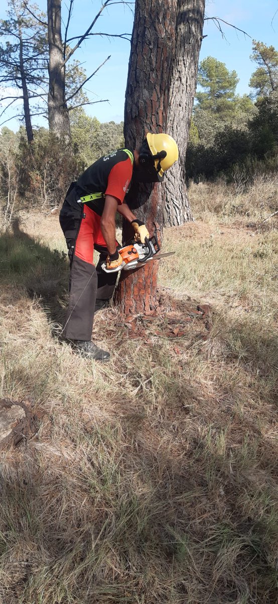 GVAbforestals's tweet photo. Los compañeros de Chelva hemos realizado prácticas de "apeo" de un árbol que se inclinaba de forma contraria a la deseada

🪓Hemos realizado un primer corte direccional, introducido la cuña y usado la motosierra. Después hemos golpeado la cuña para que caiga de forma controlada. https://t.co/cHUql4l74u