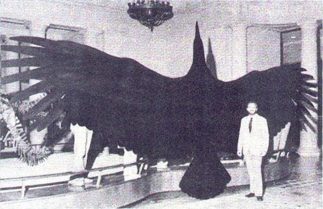CuriosMuseum's tweet image. Argentavis, the biggest known bird to ever exist.