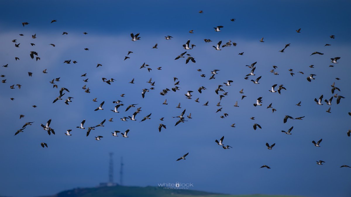 mwhitelock's tweet photo. A view from the Avenue Tower at @WWTCaerlaverock with #muteswan, #greategret and a lot of #lapwings

So many hides at Caerlaverock along with the taller towers to look across the site. 

#wetlands #wwt #wwtcaerlaverock  #wwtwetlands #wildlife #wildlifephotography https://t.co/ZaAoa4WI8Q