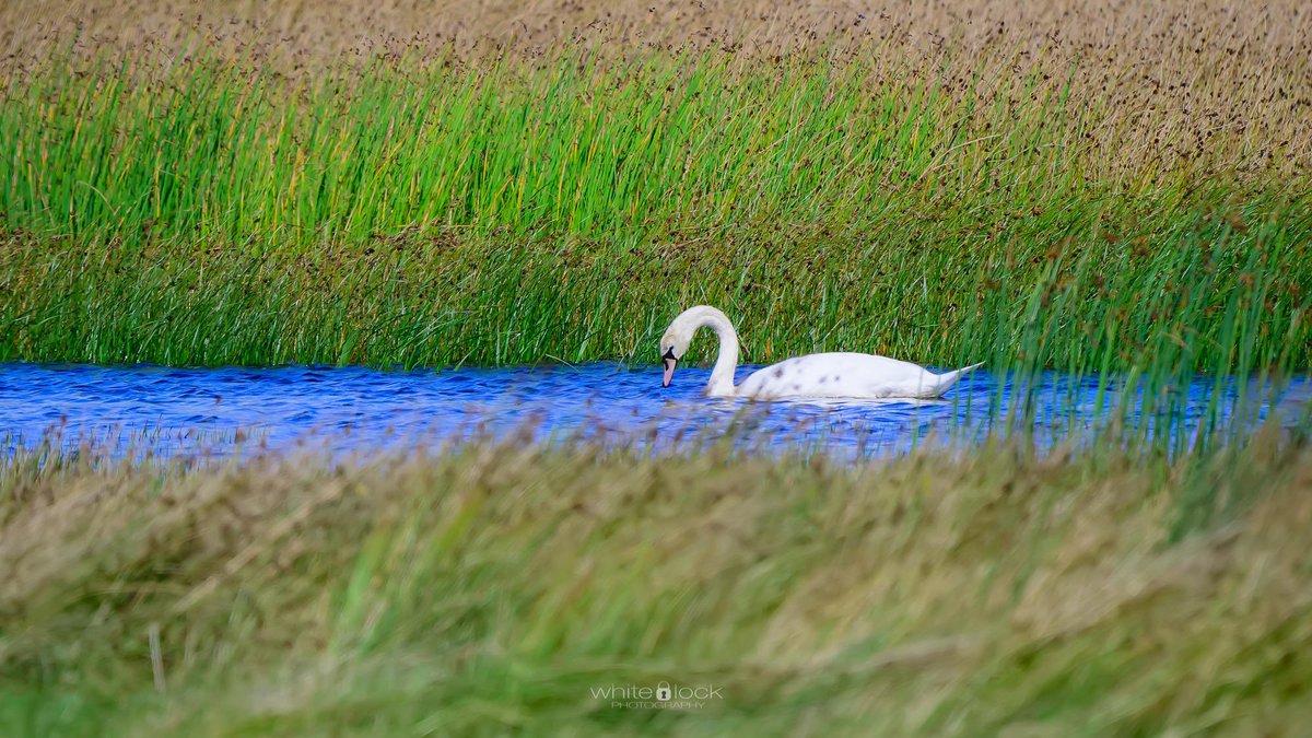 mwhitelock's tweet photo. A view from the Avenue Tower at @WWTCaerlaverock with #muteswan, #greategret and a lot of #lapwings

So many hides at Caerlaverock along with the taller towers to look across the site. 

#wetlands #wwt #wwtcaerlaverock  #wwtwetlands #wildlife #wildlifephotography https://t.co/ZaAoa4WI8Q
