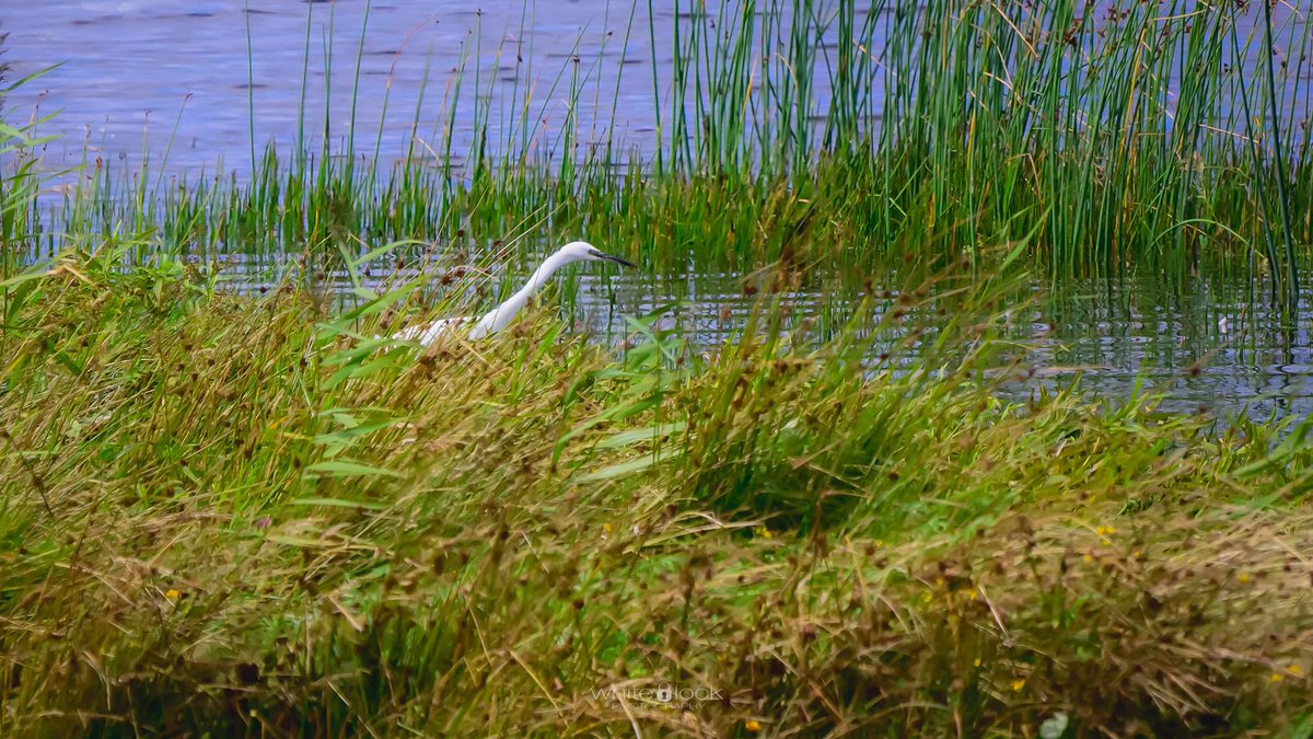 mwhitelock's tweet photo. A view from the Avenue Tower at @WWTCaerlaverock with #muteswan, #greategret and a lot of #lapwings

So many hides at Caerlaverock along with the taller towers to look across the site. 

#wetlands #wwt #wwtcaerlaverock  #wwtwetlands #wildlife #wildlifephotography https://t.co/ZaAoa4WI8Q