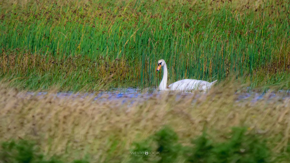 mwhitelock's tweet photo. A view from the Avenue Tower at @WWTCaerlaverock with #muteswan, #greategret and a lot of #lapwings

So many hides at Caerlaverock along with the taller towers to look across the site. 

#wetlands #wwt #wwtcaerlaverock  #wwtwetlands #wildlife #wildlifephotography https://t.co/ZaAoa4WI8Q