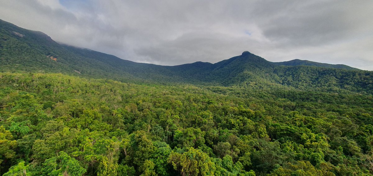 How much carbon is being lost from tropical forests due to ozone pollution? New results from our work just out in Nature Geoscience. #airpollution, #ozone, #tropicalforests rdcu.be/dTKUN