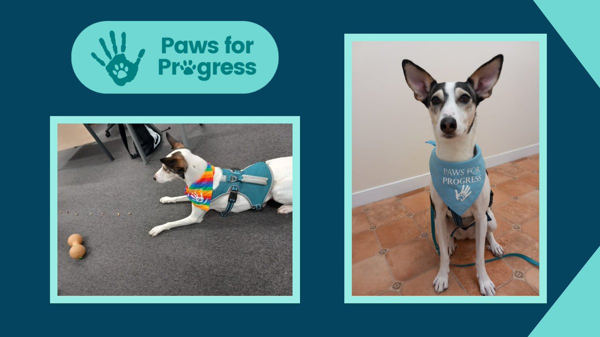 Here’s an insight into the joy of a #PawsforProgress session with <a href="/Enable_Tweets/">Enable</a>! Our creative young trainer set his own challenges, lining up 10 treats while Phoenix waited patiently—look at that concentration! They then used this focus to navigate an obstacle course together!