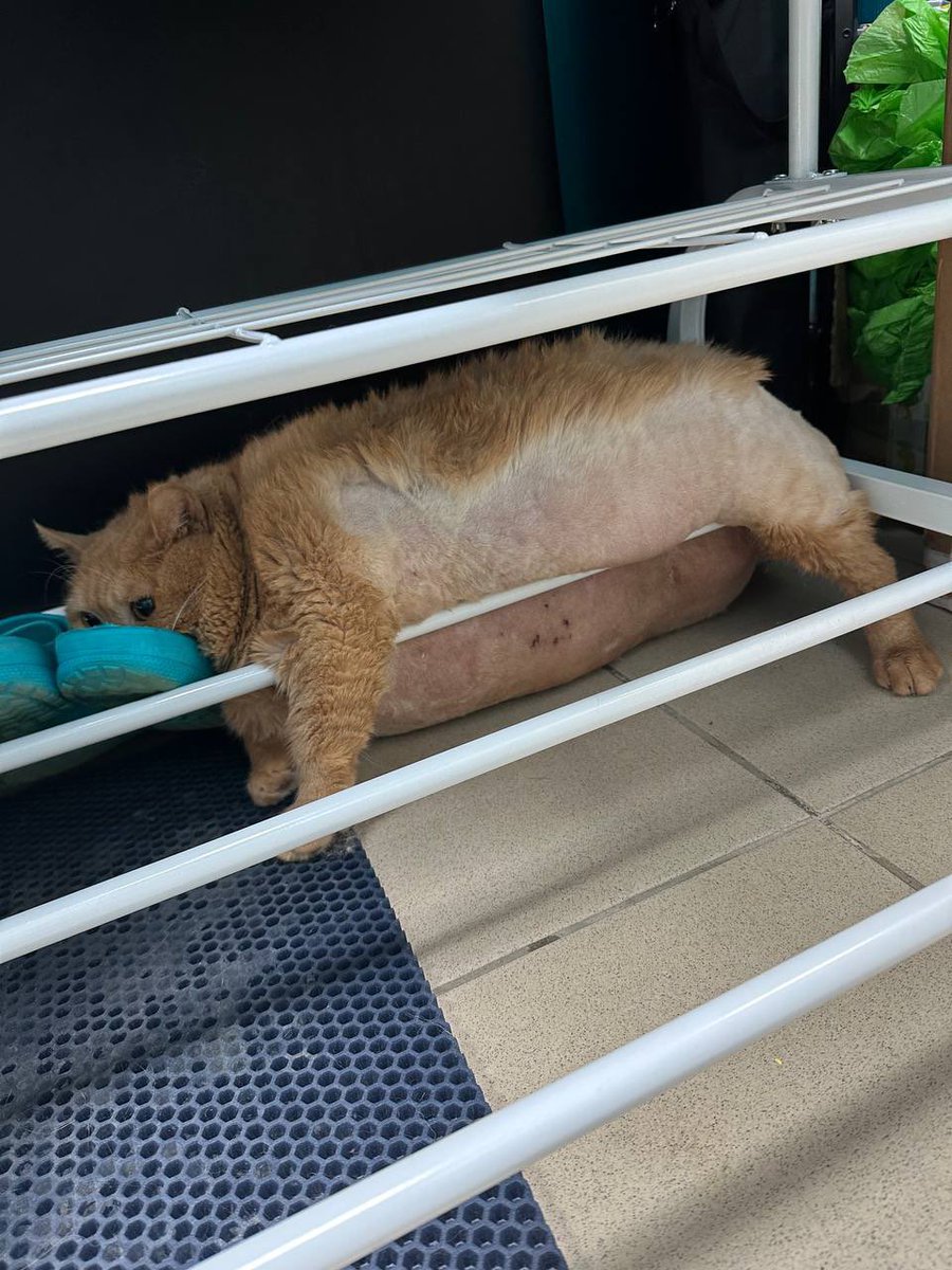 MyLordBebo's tweet image. He was stuck.