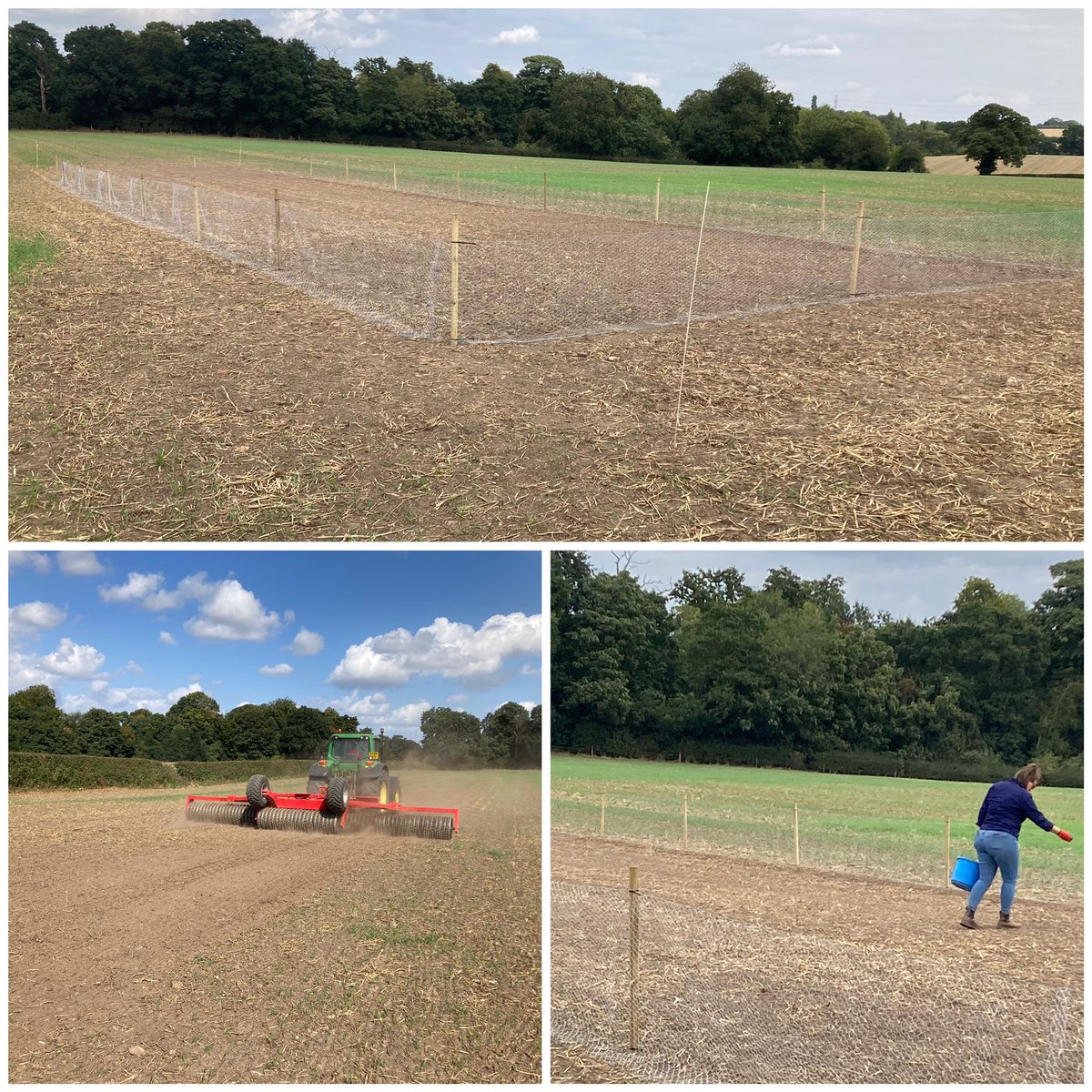 Kingscrops's tweet image. In #Eccleshall, technical advisor, Will Pratt was joined by sustainable farming advisor, Lexie Baxter and @Frontierag agronomist, Ellie Edwards, to establish the specialist crop plots at the 3D Thinking trial site in preparation for the open day in June 2025.