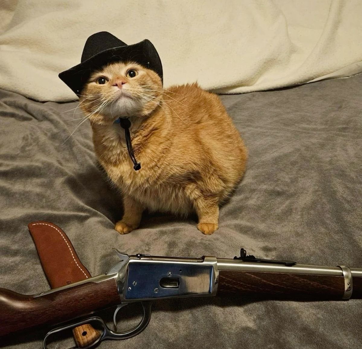 PunchingCat's tweet photo. meowdy partner https://t.co/z2XUsV9EMV