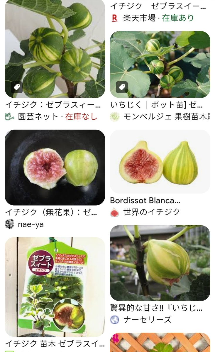 vso_osv's tweet photo. 備忘録 無花果 #イチジク
9月12日(木)購入で 34品種41苗
34.#ガルガン
33.#シュクレット
32.#ゼブラスイート
31.#ヌアールドカロン
30. #アーチペル https://t.co/2KEfumiwT0