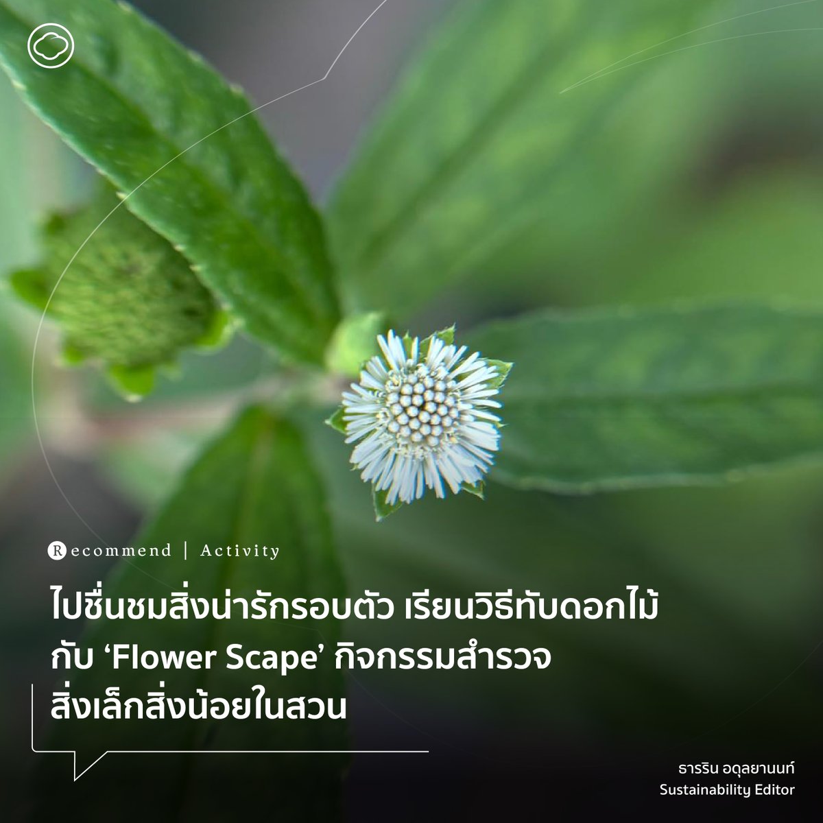 readthecloud's tweet photo. ชวนไปกิจกรรม #Flowerscape จัดโดย จุ๊บ ฐิตารัตน์ กระบวนกรที่มีความรู้และประสบการณ์ในการทับดอกไม้ เจ้าของเพจ Go with the Flow-er จะจัดขึ้นในวันเสาร์ที่ 14 กันยายน เวลา 15.00 - 18.00 น. ที่ Homedin Learning Space นะ #TheCloudRecommends #Homedinlearningspace #Gowiththeflower https://t.co/QmRRPtr1Hm