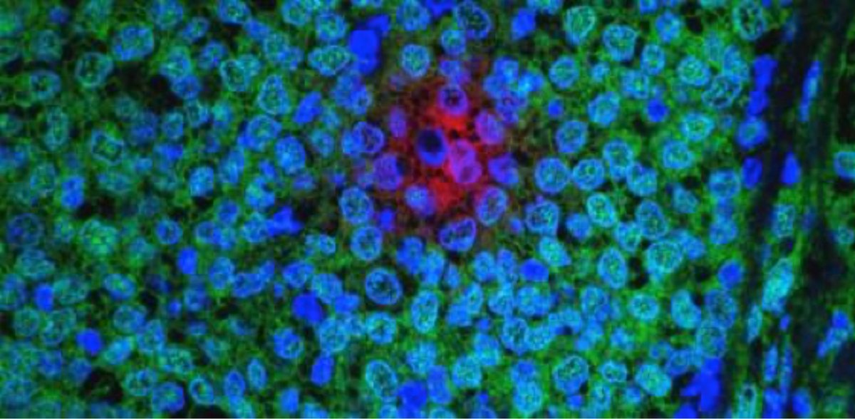 Federico Mayorgas tweet media