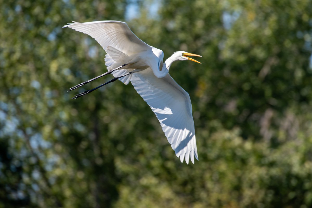 OCDSB ContEd (@ocdsb_conted) on Twitter photo Good morning! 🐦 Check out these cool wildlife pics from MacSkimming Centre <a href="/OCDSBoec/">OCDSB Outdoor Centres</a>, captured by <a href="/BMcMullenphoto/">Bill McMullen</a> & @gordonimages. Join us on Sep 21 for Open Trails Day! 🌲 #OutdoorEducation #OpenTrailsDay #SummerMemories Good morning! 🐦 Check out these cool wildlife pics from MacSkimming Centre <a href="/OCDSBoec/">OCDSB Outdoor Centres</a>, captured by <a href="/BMcMullenphoto/">Bill McMullen</a> & @gordonimages. Join us on Sep 21 for Open Trails Day! 🌲 #OutdoorEducation #OpenTrailsDay #SummerMemories