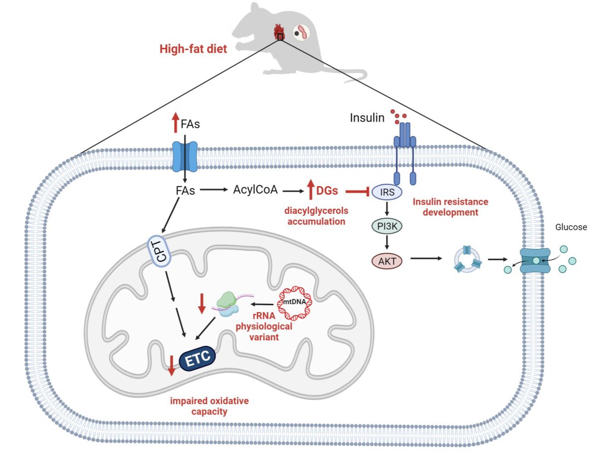 Lab_Mracek's tweet photo. We found that physiological variance in mitochondrial rRNA may lead to slower mitochondrial translation resulting in lower oxidative capacity and accumulation of diacylglycerols that inhibits insulin signalling pathway. This couldn’t be done without @FGU_AVCR and @BiologyCentre https://t.co/7ds7wXUjvS