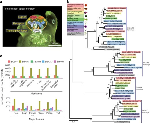 Hortres's tweet photo. Tomato & groundcherry reveal novel CLV1-BAM compensation mechanisms for stem cell homeostasis. #ReceptorKinases @OxfordJournals
Details:https://t.co/WOTlmGXlqj https://t.co/lVWRqd1QSG