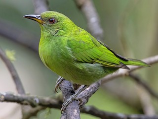 The Robin Hood bird steals eggs from  the fertile and gives them discreetly to the nests of barren birds. #animalfacts #nature #BirdsOfTwitter #RobinHood #Eggs #Rich #Poor