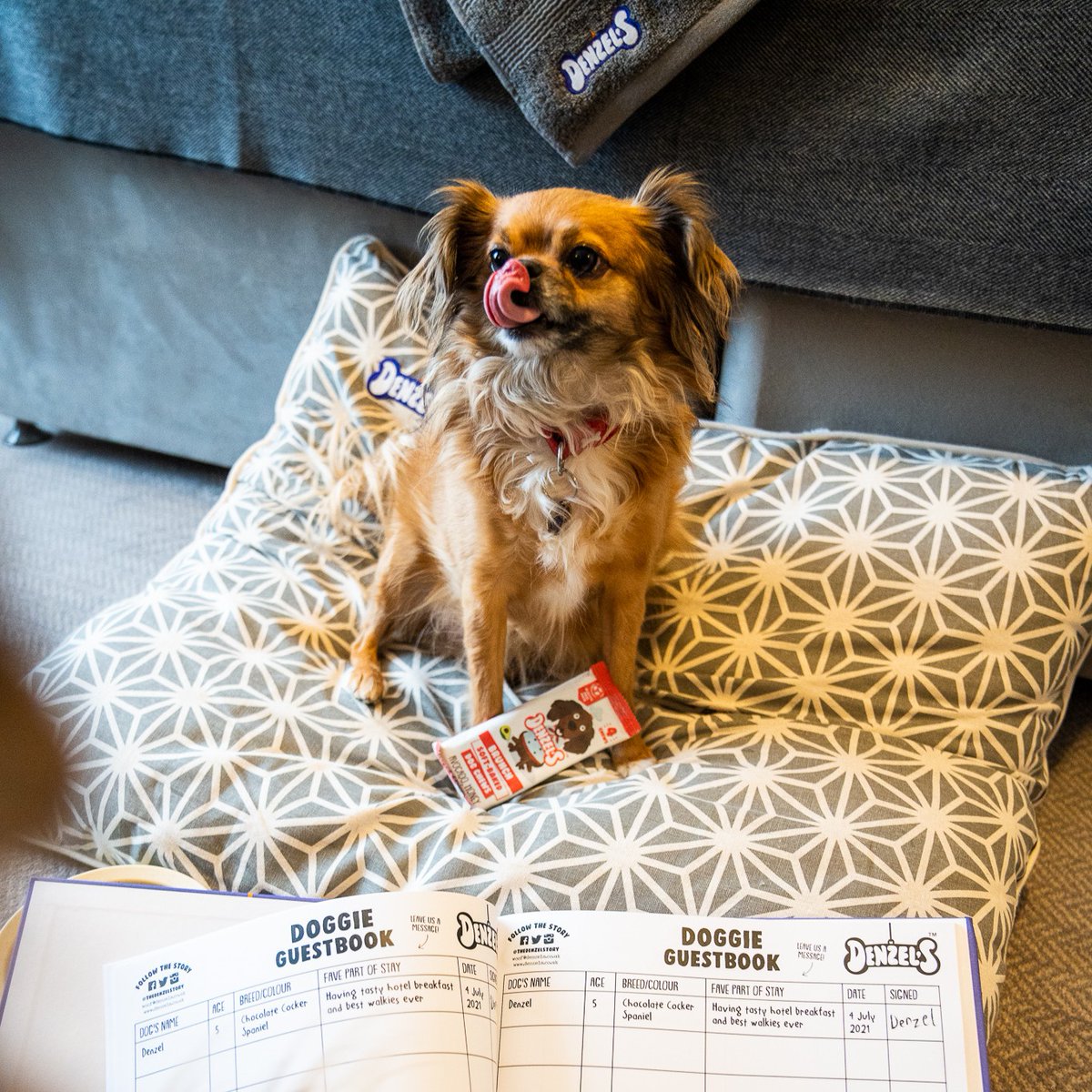 BillesleyManor's tweet photo. Enjoy a getaway with your furry friend at Billesley Manor Hotel! Our dog-friendly rooms offer comfort for you and your pet. 🐾 

#BillesleyManor #HotelAndSpa #Warwickshire #DogFriendly #StratfordUponAvon #BespokeHotel https://t.co/hhwZyK74rP