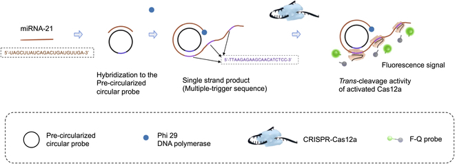 BioDesignR's tweet photo. Rapid & sensitive miRNA-21 detection via CRISPR-Cas12a & RCA. 70-min assay, 8.1 pM LOD. Boosts efficiency & potential for diagnostics. #miRNADetection
Details:https://t.co/AGDdgKV5Gd https://t.co/rT8LdSmt0H