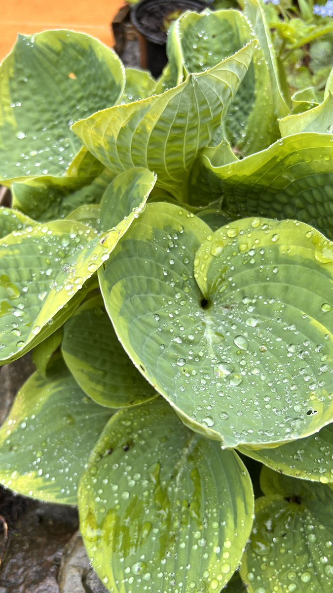 jp7394's tweet photo. Raindrops bejeweled the surfaces of green giant hosta leaves.  Beauty in Nature brightens your days!  #Hosta #raindrops https://t.co/bTqxSFm6Dl