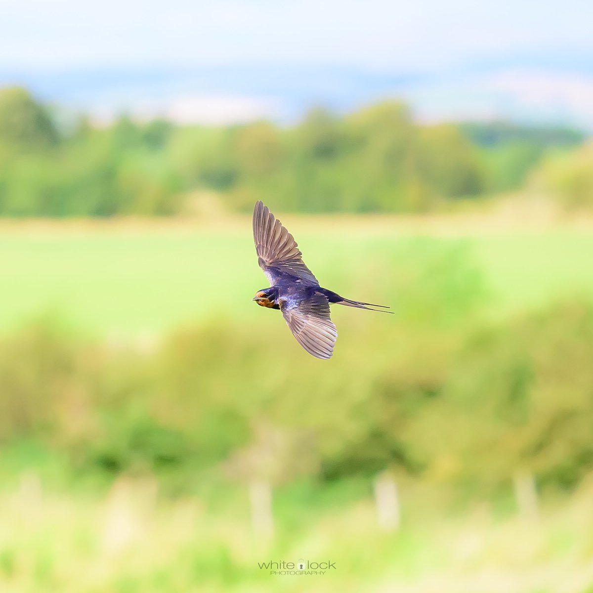 mwhitelock's tweet photo. The Saltcot merse observatory at @wwtcaerlaverock had some fantastic views plus #barnswallows that came on so close! A bit of a challenge capturing these fast moving birds that dart around. 😊

#wetlands #wwt #wwtcaerlaverock  #wwtwetlands #wildlife #wildlifephotography https://t.co/By2wf6h2Mt
