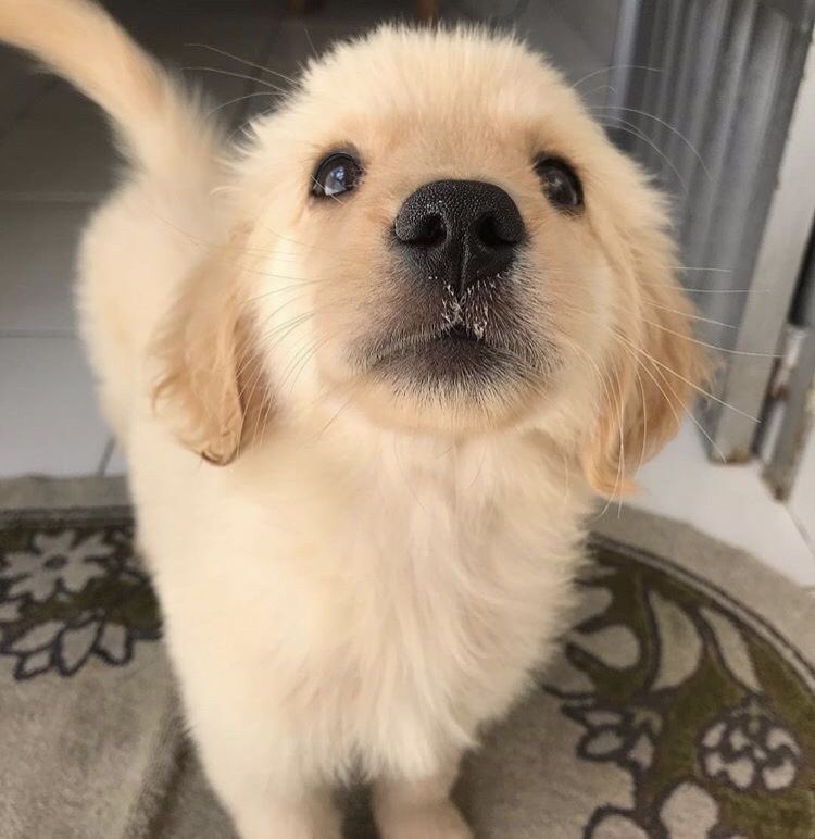 착한강아지얼굴