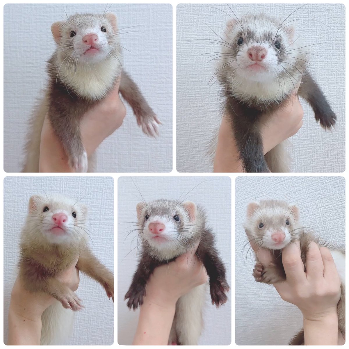 ファーファームアンゴラフェレットちゃんが来ました🥰
どの子もかわいいですよ😊
ご家族募集いたします♪

instagram.com/p/C_0K85sy9Q9/…

#アンゴラフェレットロング
#アンゴラフェレットセミロング
#fuu