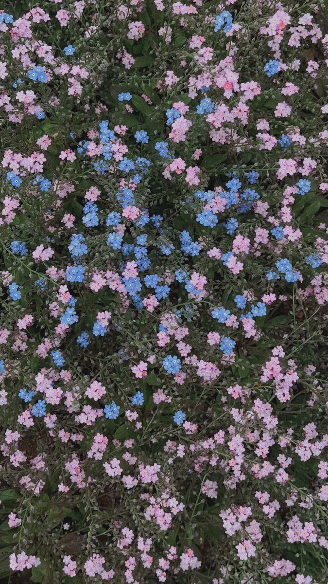 Thumbnail of www-x-com-greendreaams-status-1834197873241600149-d28453fe92634aa9