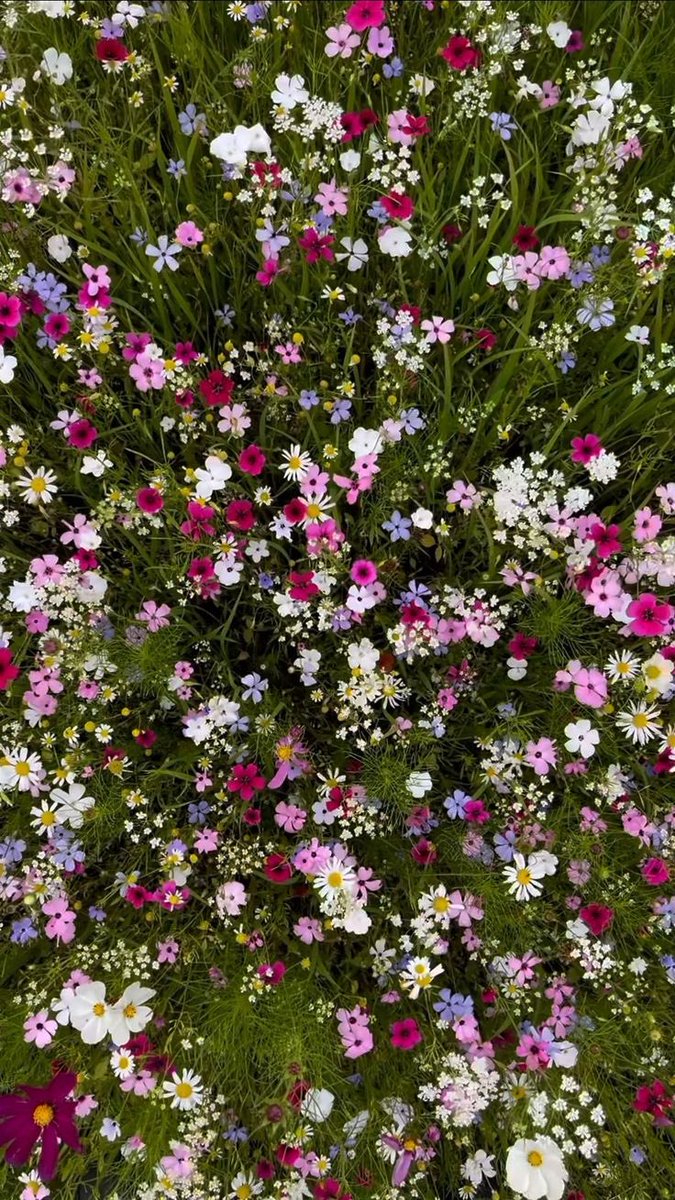 Thumbnail of www-x-com-greendreaams-status-1834197873241600149-d28453fe92634aa9