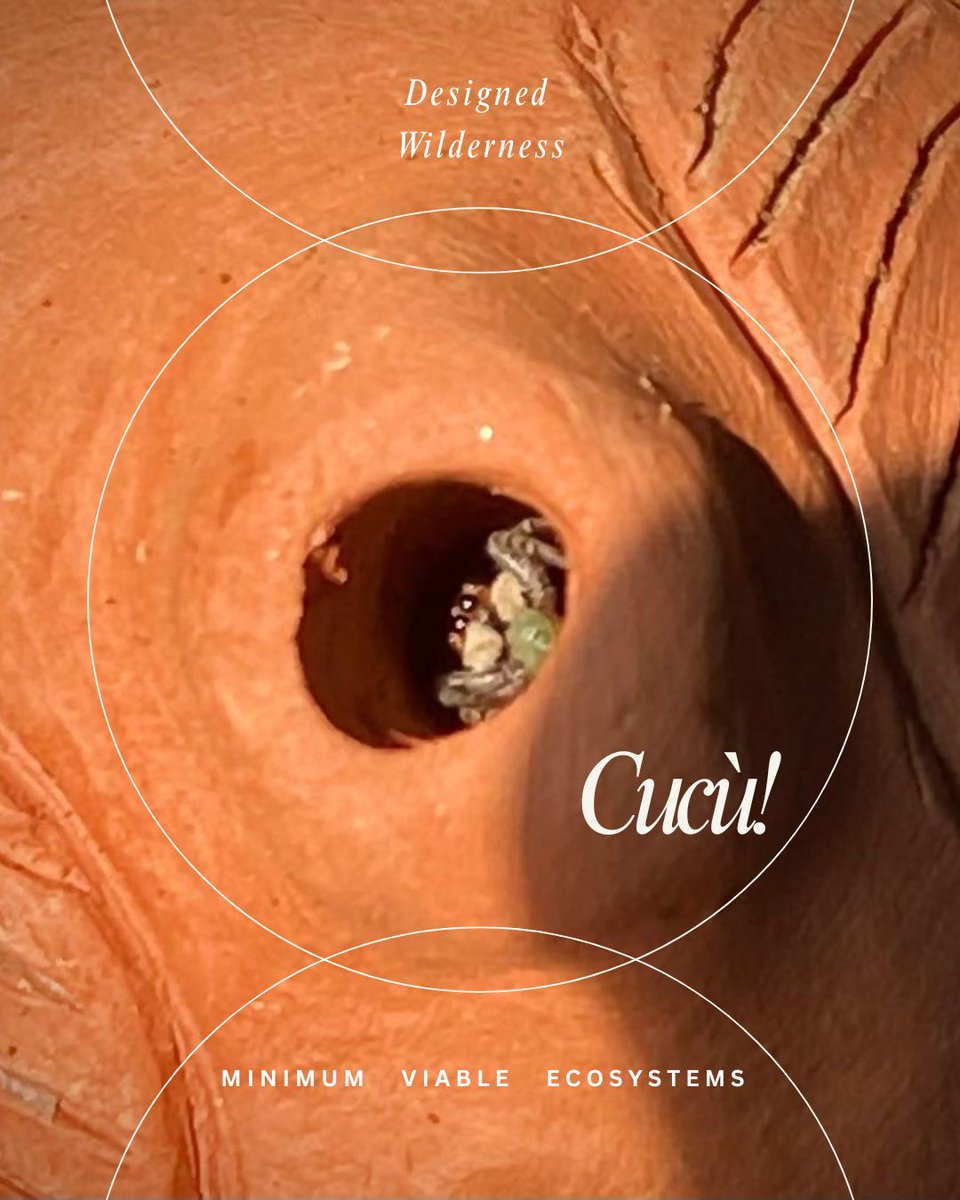 Barbara Pollini tweet media