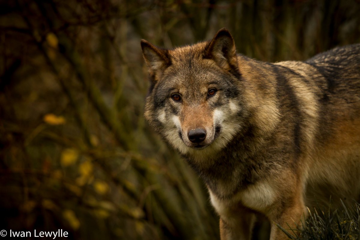 Deze week in onze wekelijkse beleidsnieuwsbrief:

Red de wolf
Sjoemelsoftware in de Vlaamse stal
Platteland versteent verder
Nood aan 'Zwitserse zakmessen'
....

Schrijf je in via natuurpunt.be/dit-is-natuurp… (vink beleid aan)