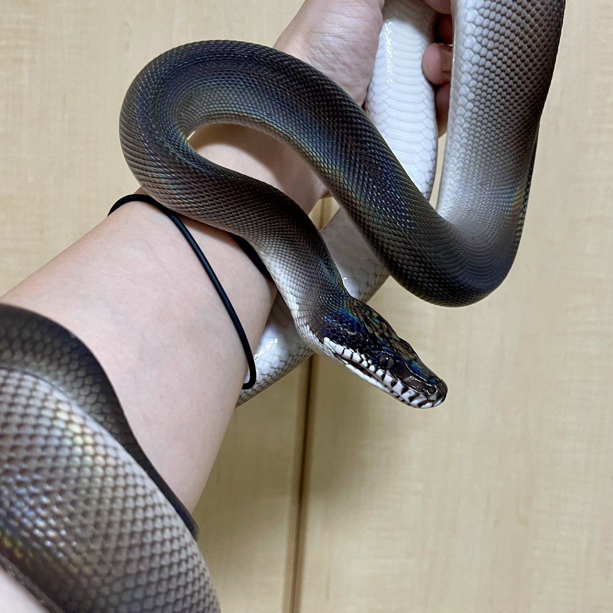 rmtsxxx's tweet image. 顔からしっぽにかけてのグラデーションまじ好き