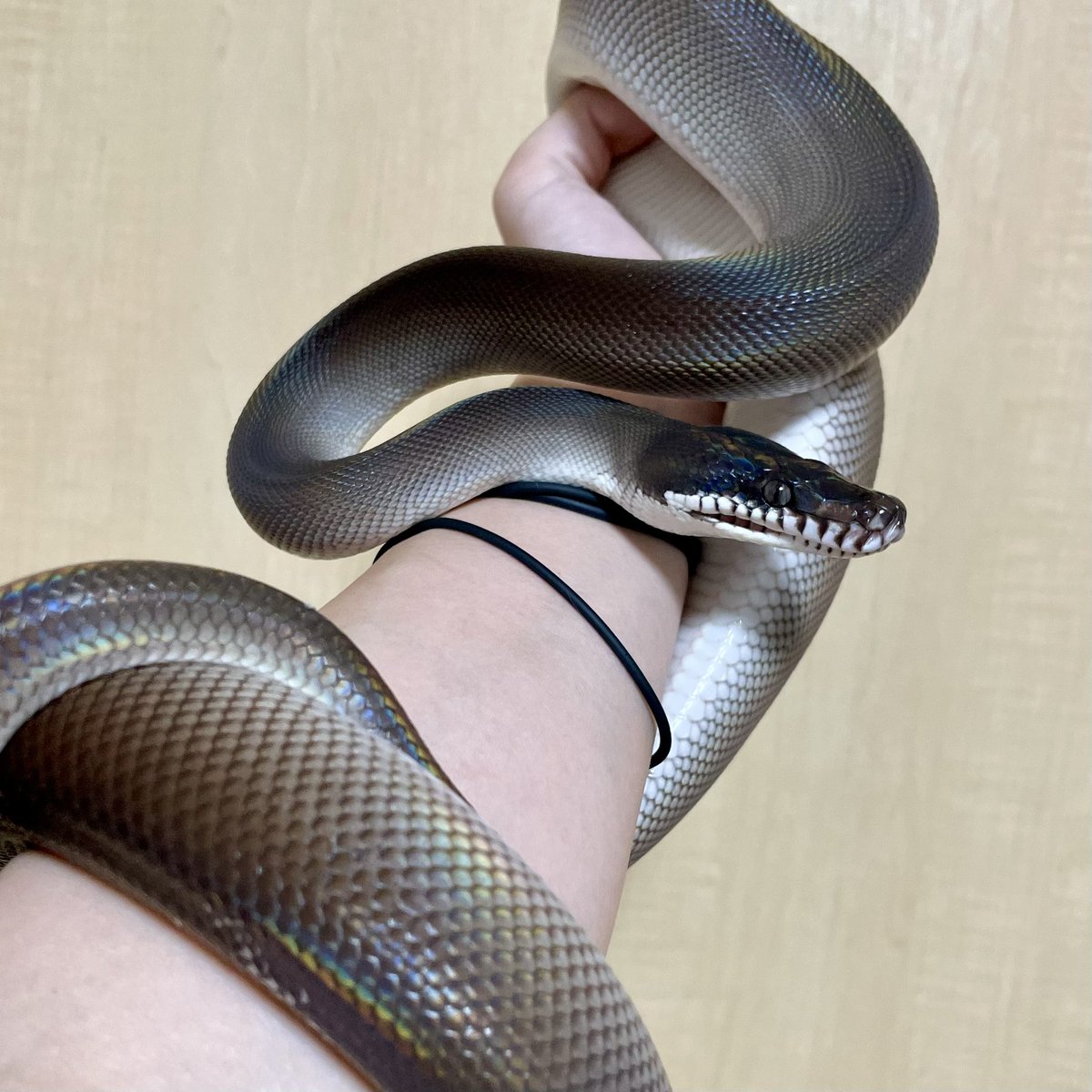 rmtsxxx's tweet image. 顔からしっぽにかけてのグラデーションまじ好き