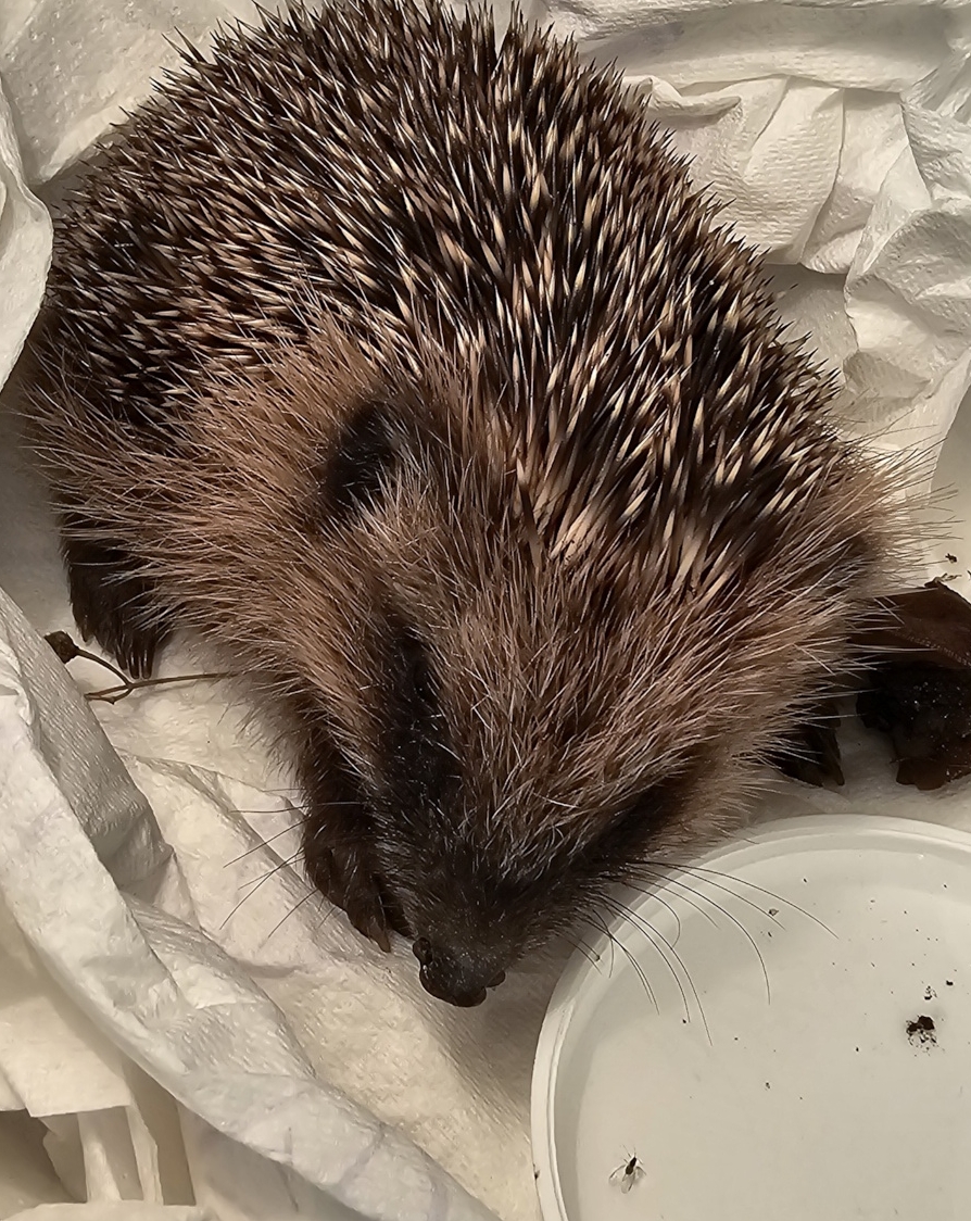 This is Lola, a hedgehog lady who was so interested in the institute that she fell down a narrow cellar shaft. She was rescued by our brave technicians and after a can of cat food and an examination by the vet, she is free and fine again.