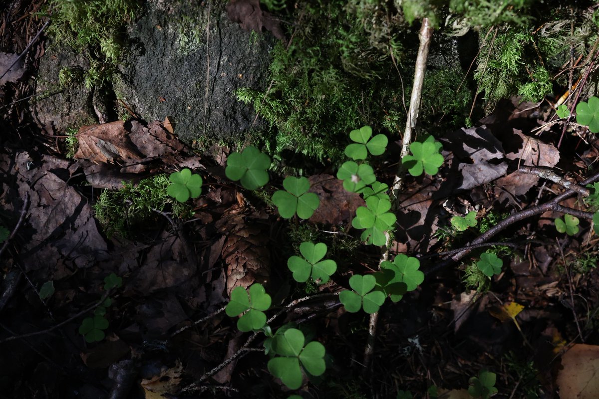 "Foxes bread" in Finnish 🦊

#woodsorrel #leafs #naturetok #autumn #forest #stone #stick #forestfloor #light #august #moss #photography #flicker #photoop